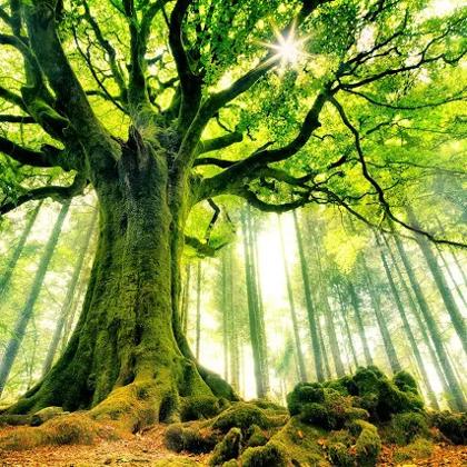 Foresta di Broceliande